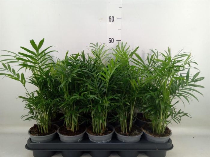 <h4>Chamaedorea elegans</h4>