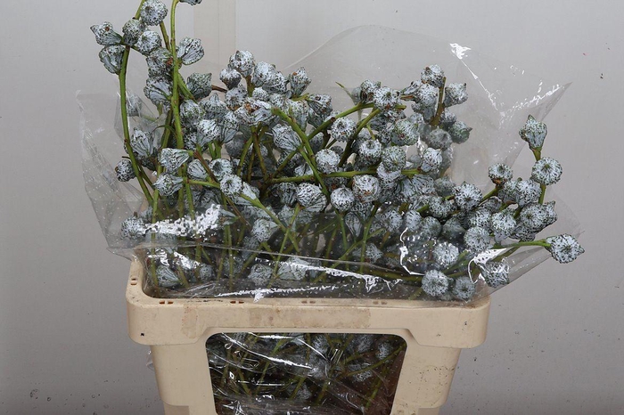 <h4>Euca Boule 250 Gr</h4>