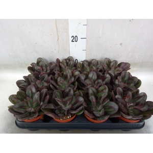 Echeveria   ...