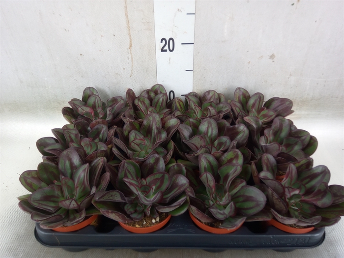 <h4>Echeveria   ...</h4>