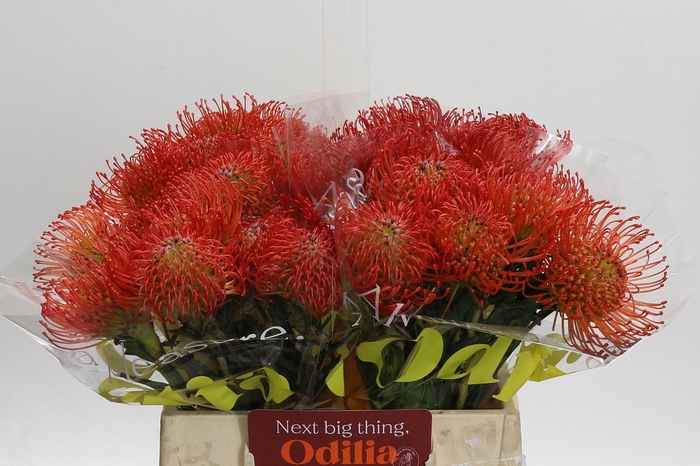 <h4>Nutans Succession</h4>