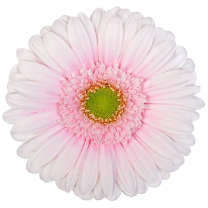 GERBERA GB 'MICHELLE'