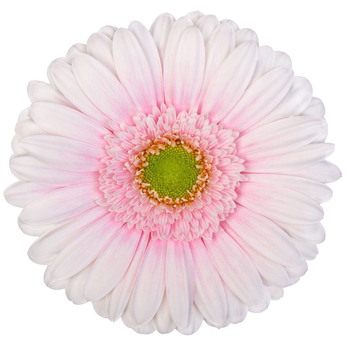 <h4>GERBERA GB 'MICHELLE'</h4>