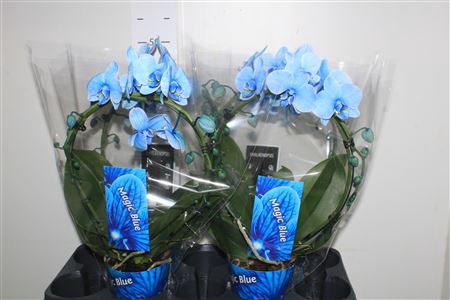 <h4>Phal Magic Spiegelboog Blue 2 Branches 16+</h4>