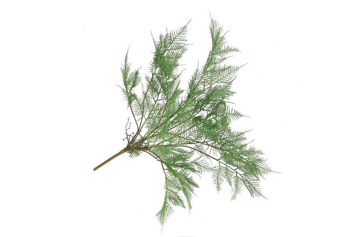 <h4>Silk Fern Asparagus Plant Dark Green 77cm</h4>