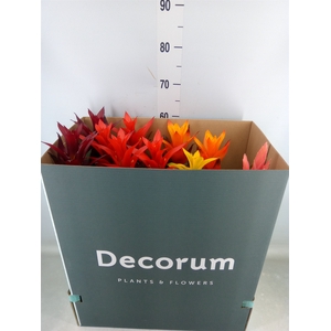 Guzmania   ...mix