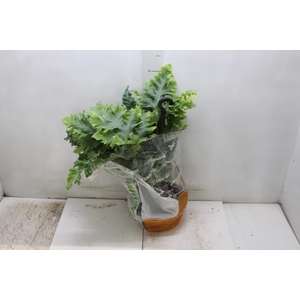 PHLEBODIUM AUREUM DAVANA C21