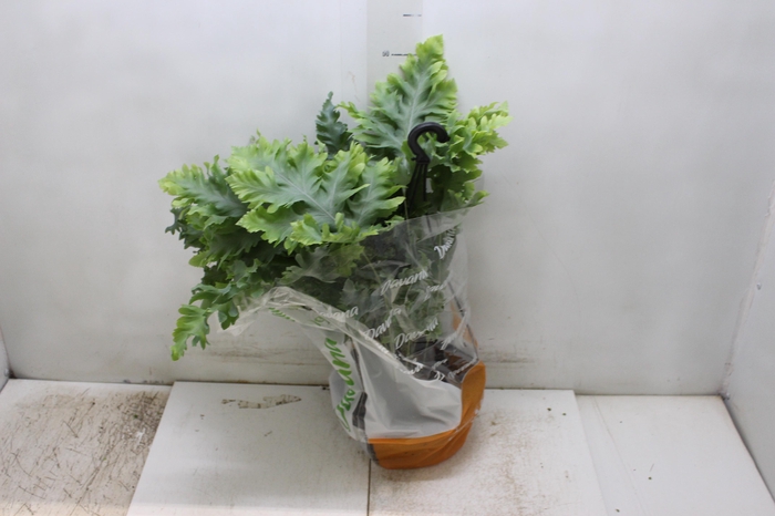 <h4>PHLEBODIUM AUREUM DAVANA C21</h4>