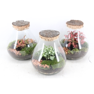 arr3 WR - Terrarium Halley M