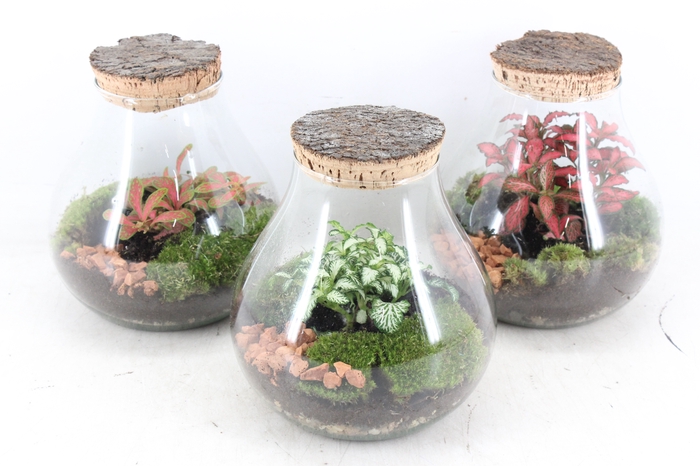 <h4>arr3 WR - Terrarium Halley M</h4>