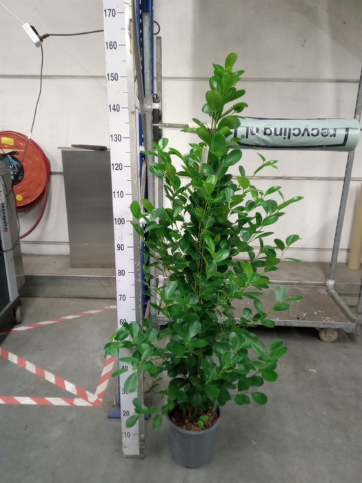 <h4>Ficus microcarpa 'Moclame'</h4>