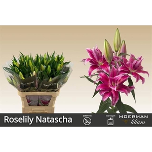 Li Or du Roselily Natascha