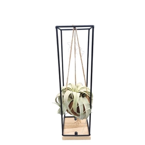 Tillandsia xerographica Kokodama hanger large