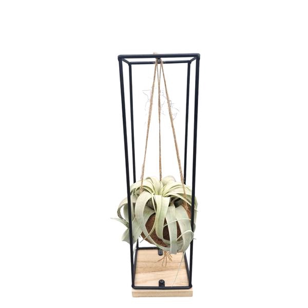 <h4>Tillandsia xerographica Kokodama hanger large</h4>
