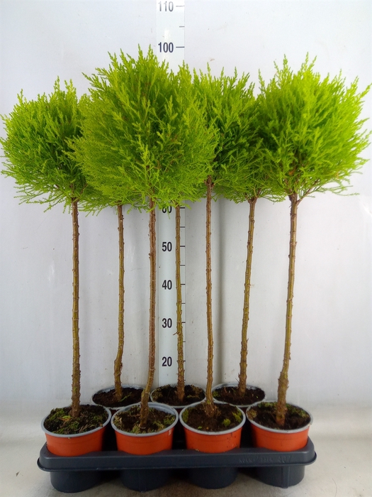 <h4>Cupressus macro. 'Goldcrest' .shape</h4>