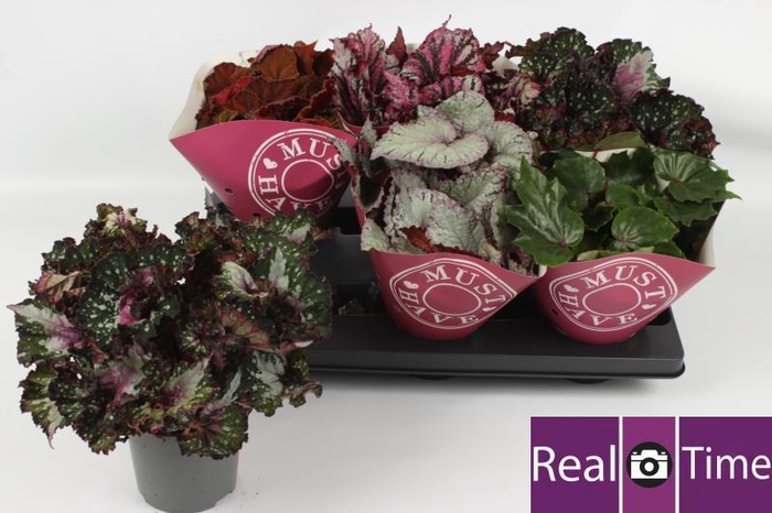 <h4>BEG BEL GEM</h4>