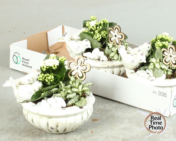 <h4>ARR KAMERPL</h4>