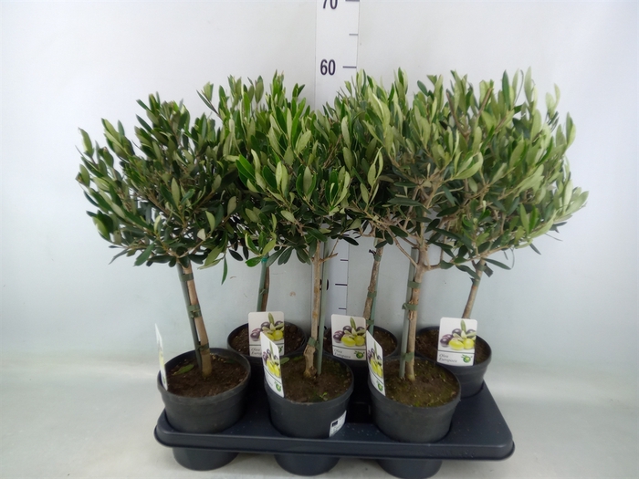 <h4>Olea europaea</h4>