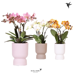 Kolibri Orchids Phalaenopsis Jewel mix in Diabolo mix