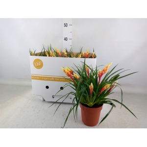 Vriesea  'Shannon'