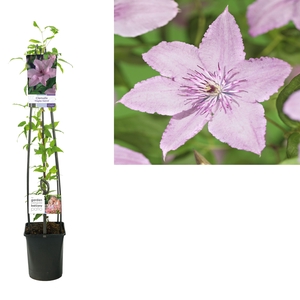 Clematis 'Hagley Hybrid' +light label