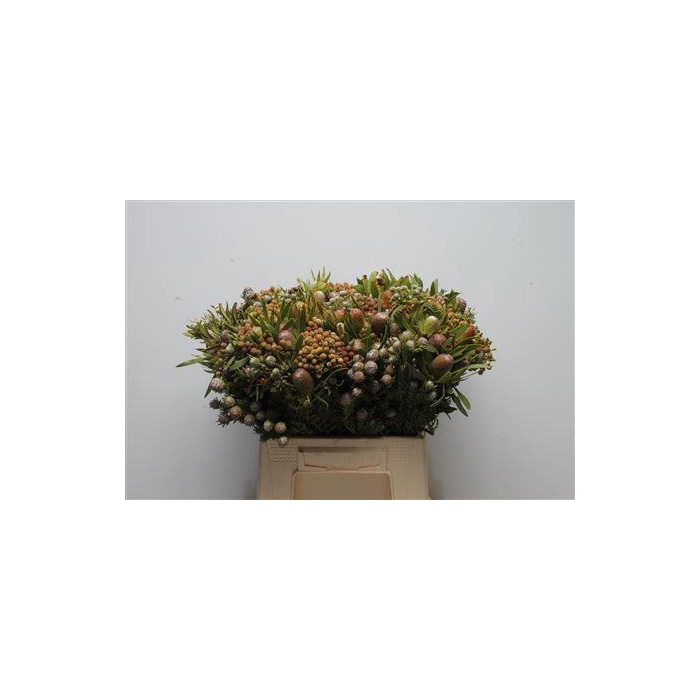 <h4>Kaaps Cone Mix</h4>