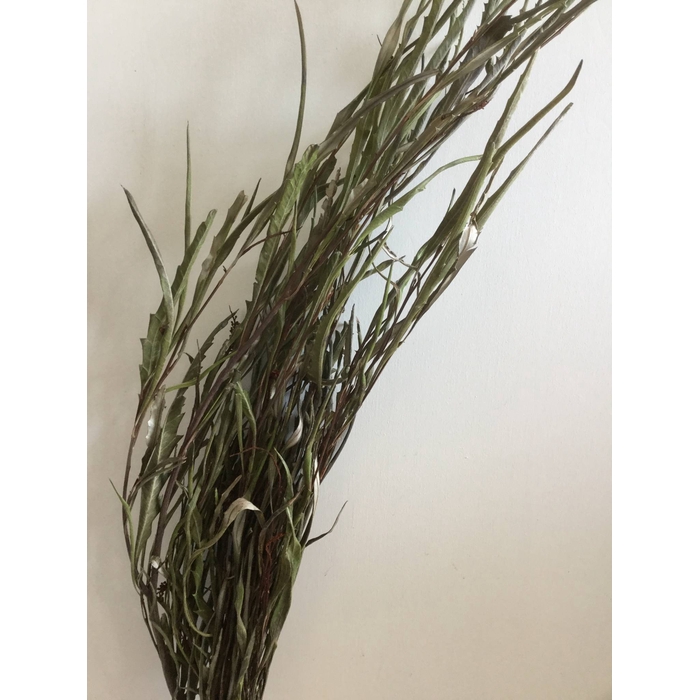 <h4>DRIED FLOWERS - GREVILLEA GEVERFD NATURAL PER BOS</h4>
