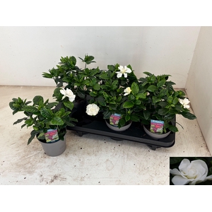 GARDENIA JASMINOIDES