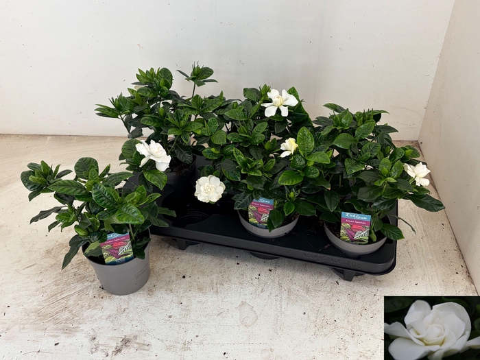 <h4>GARDENIA JASMINOIDES</h4>