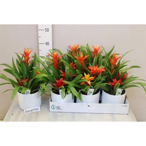 ARR BROMELIA