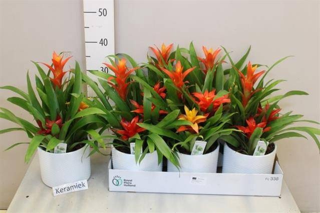 <h4>ARR BROMELIA</h4>