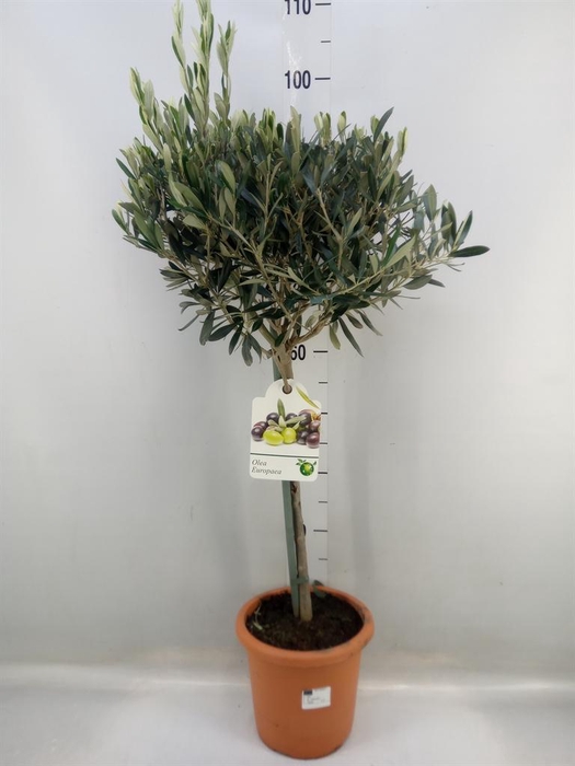<h4>Olea europaea</h4>