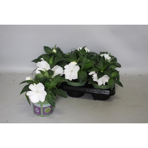 Impatiens N.G.ClockWork White