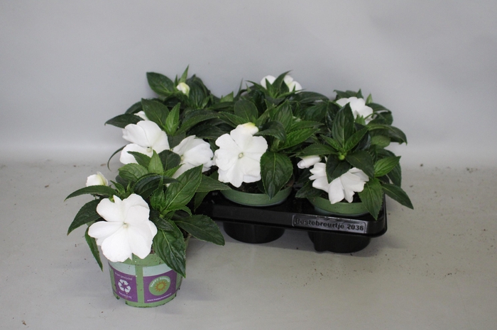 <h4>Impatiens N.G.ClockWork White</h4>