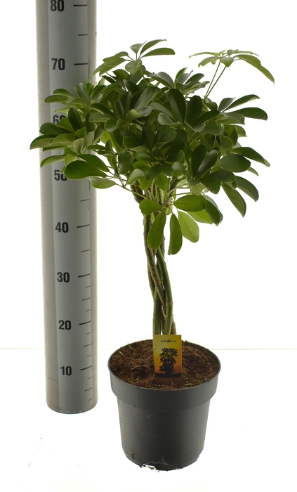 <h4>SCHEF AR COMPACTA</h4>