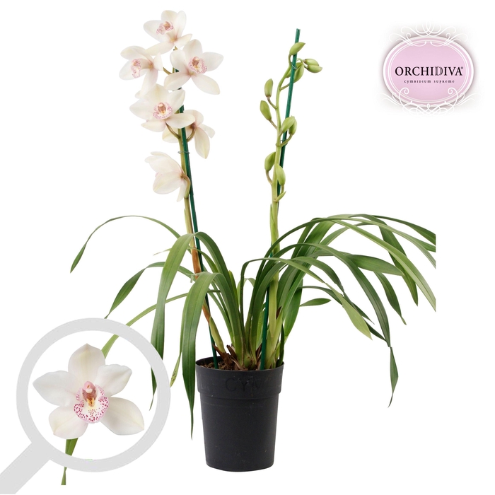 <h4>Cymbidium wit 2 tak</h4>
