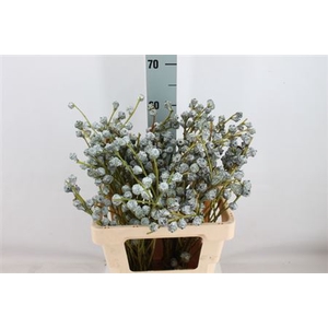 Euca Boule 250 Gram