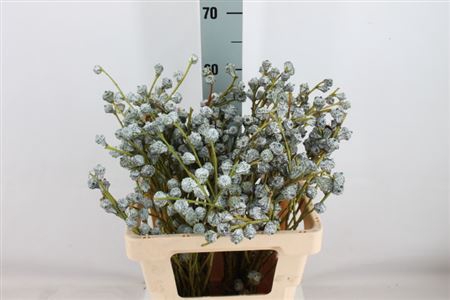 <h4>Euca Boule 250 Gram</h4>