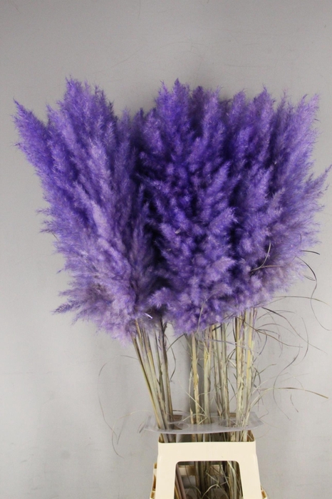 <h4>DF Pampas 115cm Lavander</h4>