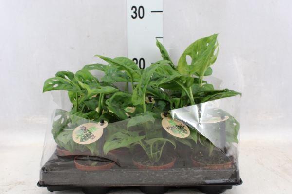 <h4>Monstera   ...</h4>