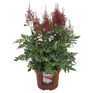 Astilbe ton su ton Red