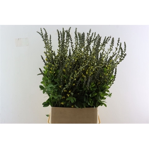 Baptisia Australis Yellow