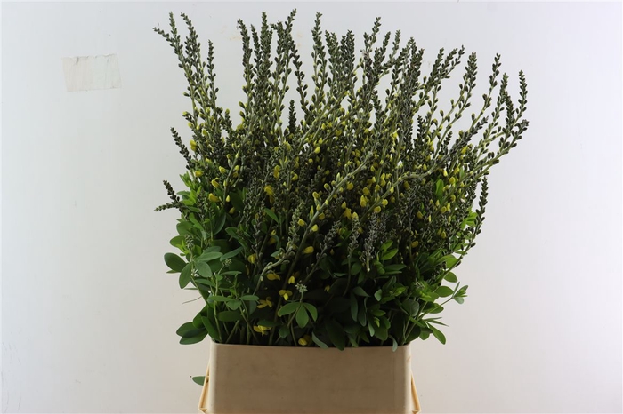 <h4>Baptisia Australis Yellow</h4>