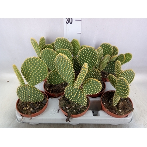 Opuntia microdasys var. pallida