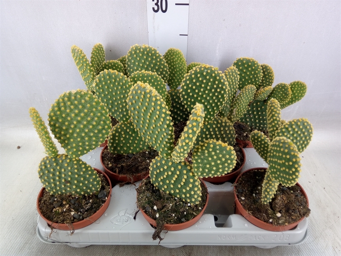 <h4>Opuntia microdasys var. pallida</h4>