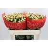 Hypericum Cool Romance