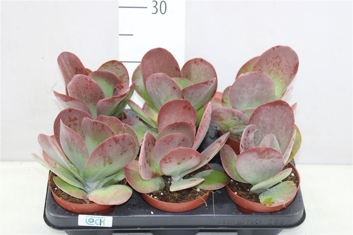 <h4>Kalanchoe Thyrsiflora</h4>