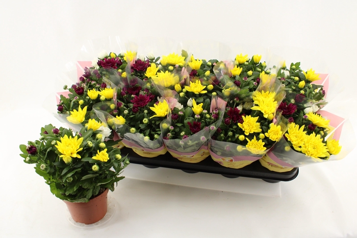 <h4>CHRYS GEM IN POT</h4>