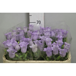 Camp M Champion Lavender