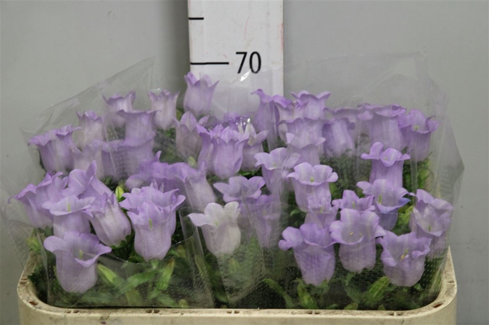 <h4>Camp M Champion Lavender</h4>